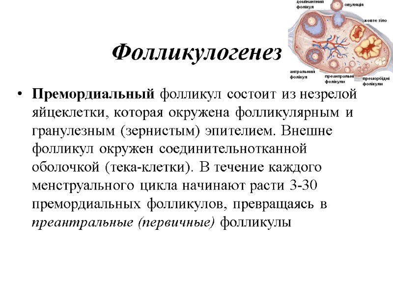 Фолликулогенез Премордиальный фолликул состоит из незрелой яйцеклетки, которая окружена фолликулярным и гранулезным (зернистым) эпителием. Фолликулогенез Премордиальный фолликул состоит из незрелой яйцеклетки, которая окружена фолликулярным и гранулезным (зернистым) эпителием.